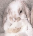 Group Thumbnail