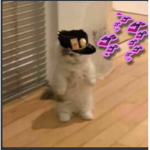 Cats Cults