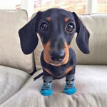 Socks Club