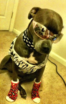 dog army team