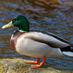 Mallard Productions