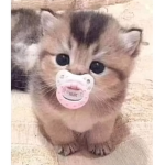 Cats and dogs!<3