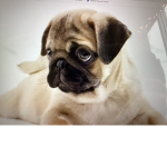 Luv doggi forever