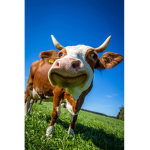 Cow love for life