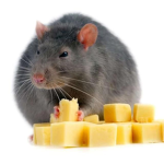 The cheese gamer