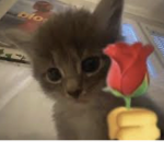 Cats + Kittens!