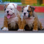 FART BULLDOG