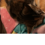 Epic cat group UWU MEOW