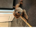 Puppy funny