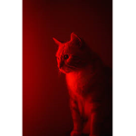 Nightshade Incorporatedᅠᅠ