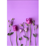 purple lovely