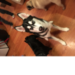 Huskey group