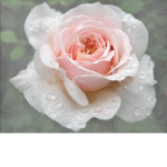 <Roses>