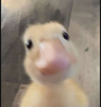 ｡ L 3 Å H S ｡ Å N G 3 L S ｡