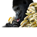 Gorilla Fan Group #BANNANA