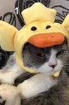 Cozy Cats/ CC