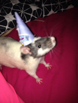 WE ARE THE RATS!!!!!!!!