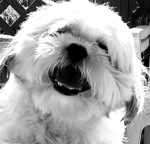 The World's Pets