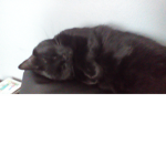 Official team cat group