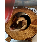Gamer Mouse