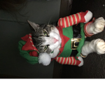 cat cool