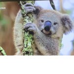 Koala’s are cute