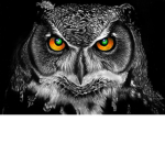 Moon owl