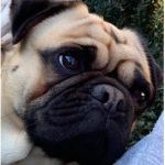 Team puggs