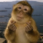 null Group Thumbnail