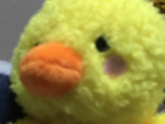 ducks r pretty cool Ig
