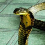 Snek Clan!!!