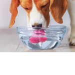 Dogwater chicken that got clapped