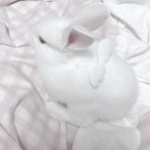 bunny kith