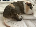 Very cute piggies