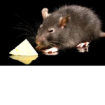 The Rats Mansion