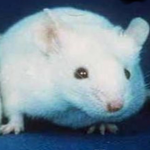 Skinny and fat rat