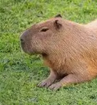 Capybaras are the goat