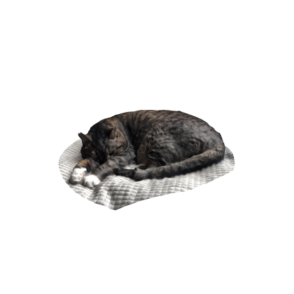 Jason (My IRL Cat)