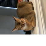 Abyssinian cat person