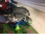 My cat drinking mtn dew