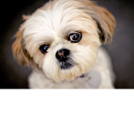cutest puppies eva group