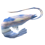 Classic Skybox Shrimp
