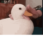 SlumfyDuck