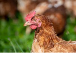 chicken gang offical game :0