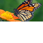 ~Butterfly fan club~
