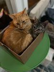 PRETTY KITTENS CLUB