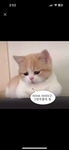 프파비 그룹