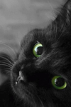 cute black cat