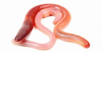 EARTHWORM SALLY SQUAD U~U