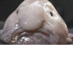 Blobfish Studois